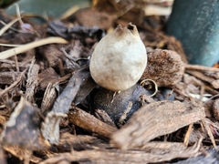 Geastrum