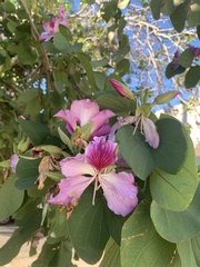Bauhinia variegata