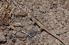 Liolaemus chiliensis