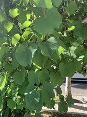 Bauhinia variegata