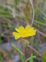 Crocanthemum corymbosum