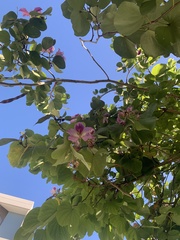 Bauhinia variegata
