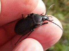 Carabus caelatus