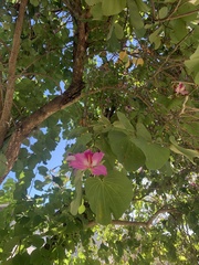 Bauhinia variegata