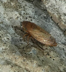 Aphrodini