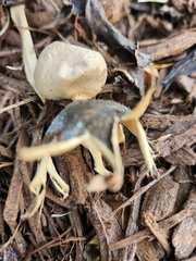 Geastrum