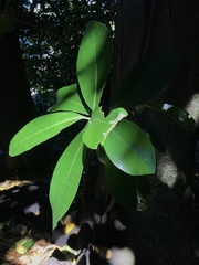Corynocarpus laevigatus