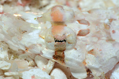 Thysanophrys chiltonae