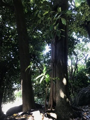 Corynocarpus laevigatus