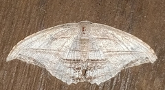 Epipleminae