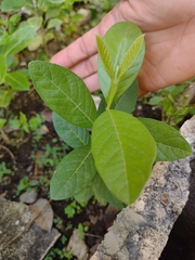 Psidium guajava