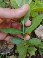 Psidium guajava