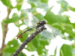 Phyllogomphus selysi