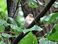 Fringilla coelebs