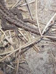 Podarcis siculus campestris