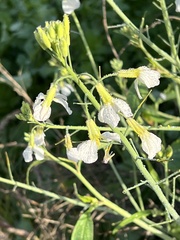 Raphanus raphanistrum