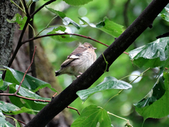 Fringilla coelebs