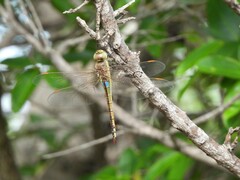 Anax ephippiger