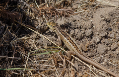 Liolaemus chiliensis
