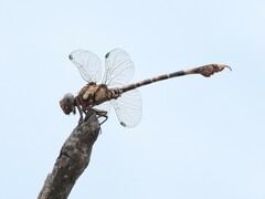 Paragomphus genei