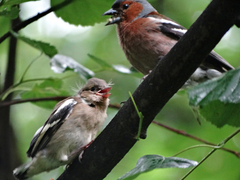 Fringilla coelebs