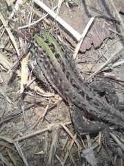 Podarcis siculus campestris