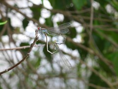 Pseudagrion sublacteum
