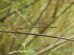 Pseudagrion