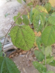 Aceria guazumae