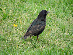 Sturnus vulgaris