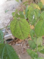Aceria guazumae