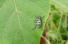 Astylus atromaculatus