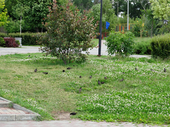 Sturnus vulgaris