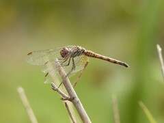 Trithemis annulata