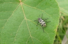 Astylus atromaculatus