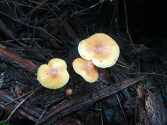 Gymnopilus