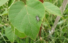 Astylus atromaculatus
