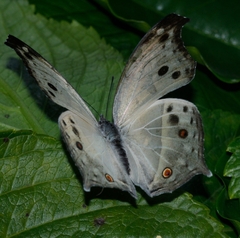 Protogoniomorpha parhassus