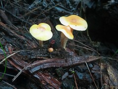 Gymnopilus