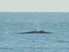 Eubalaena glacialis