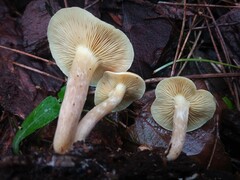 Gymnopilus