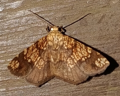 Nematocampa completa