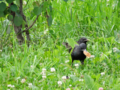 Sturnus vulgaris