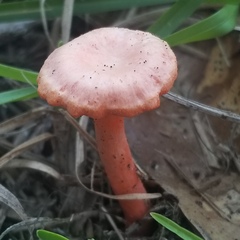 Cantharellus cinnabarinus