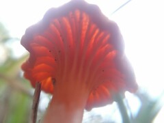 Cantharellus cinnabarinus