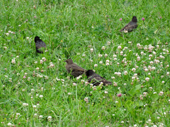 Sturnus vulgaris