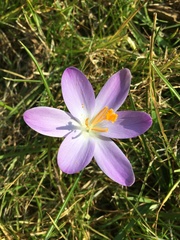 Crocus