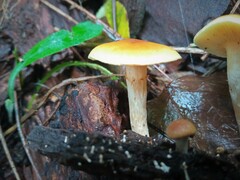 Gymnopilus