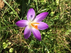Crocus
