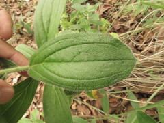 Lithospermum exsertum